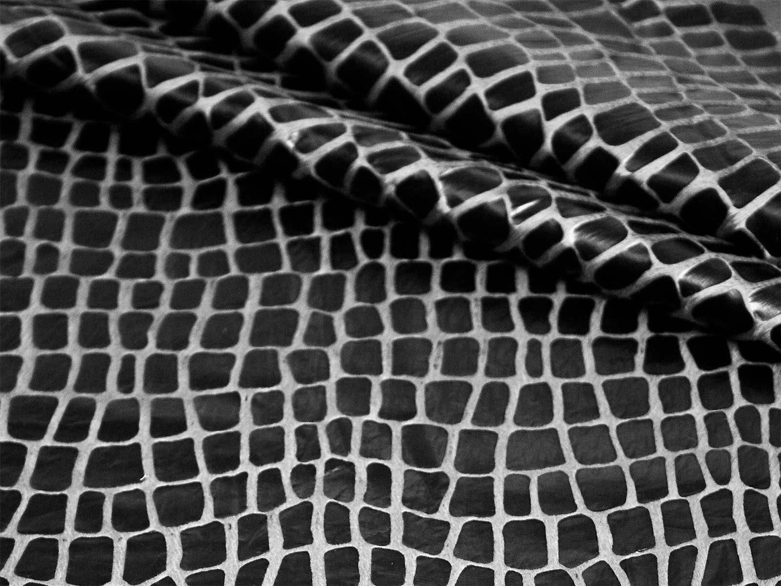 IMAGE_L