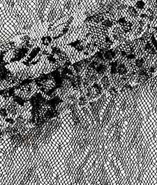 IMAGE_T