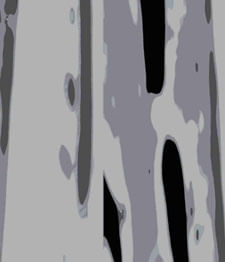 IMAGE_T