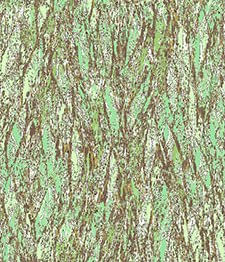 IMAGE_T