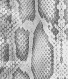 IMAGE_T