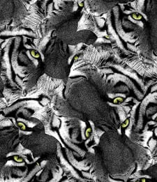 IMAGE_T