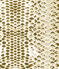 IMAGE_T