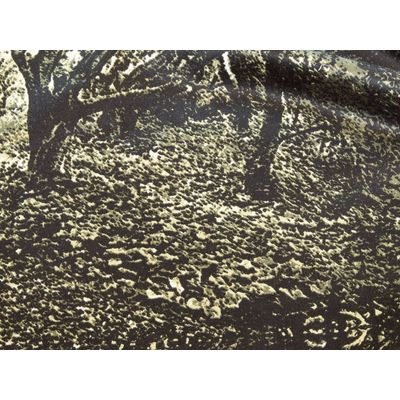 IMAGE_L