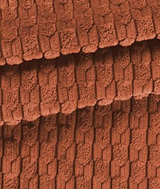 IMAGE_T