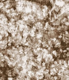 IMAGE_T