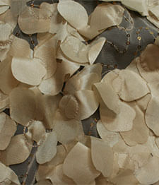 IMAGE_T