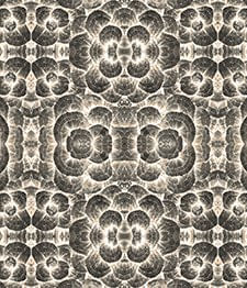 IMAGE_T