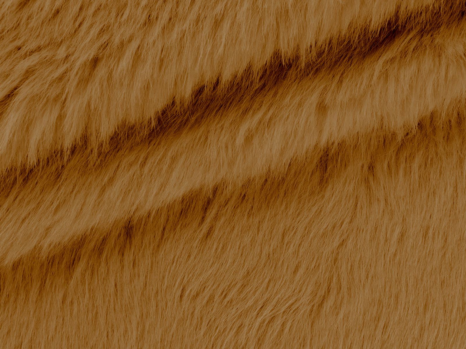 IMAGE_L