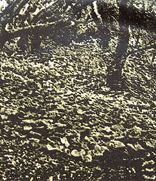 IMAGE_T