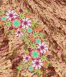 IMAGE_T