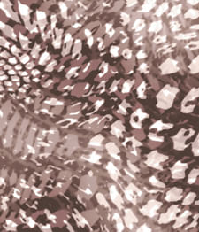 IMAGE_T