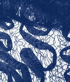 IMAGE_T