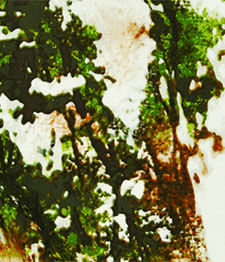 IMAGE_T